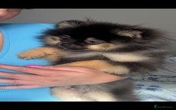 Pomeranian dogs for sale: Chico  - Image 4