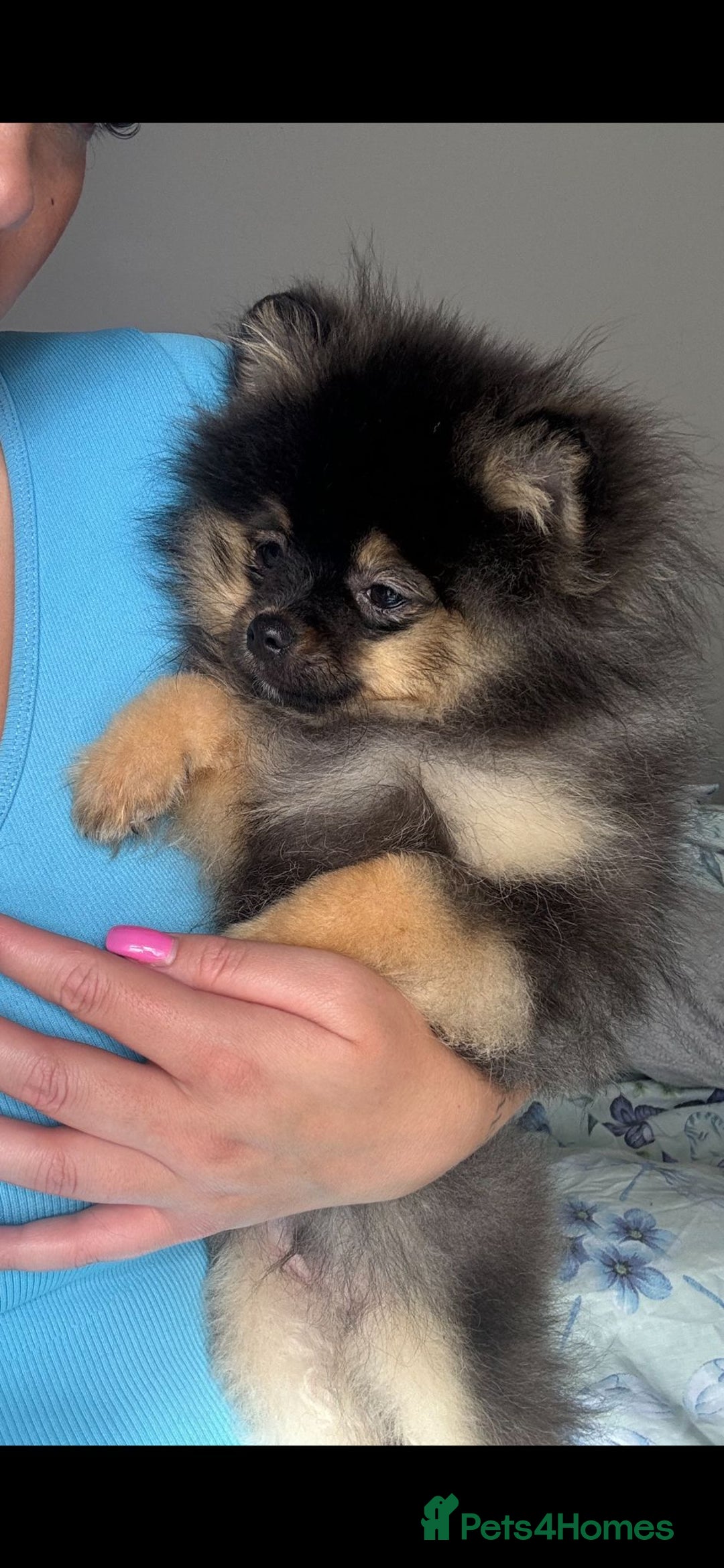 Pomeranian dogs for sale: Chico  - Image 4