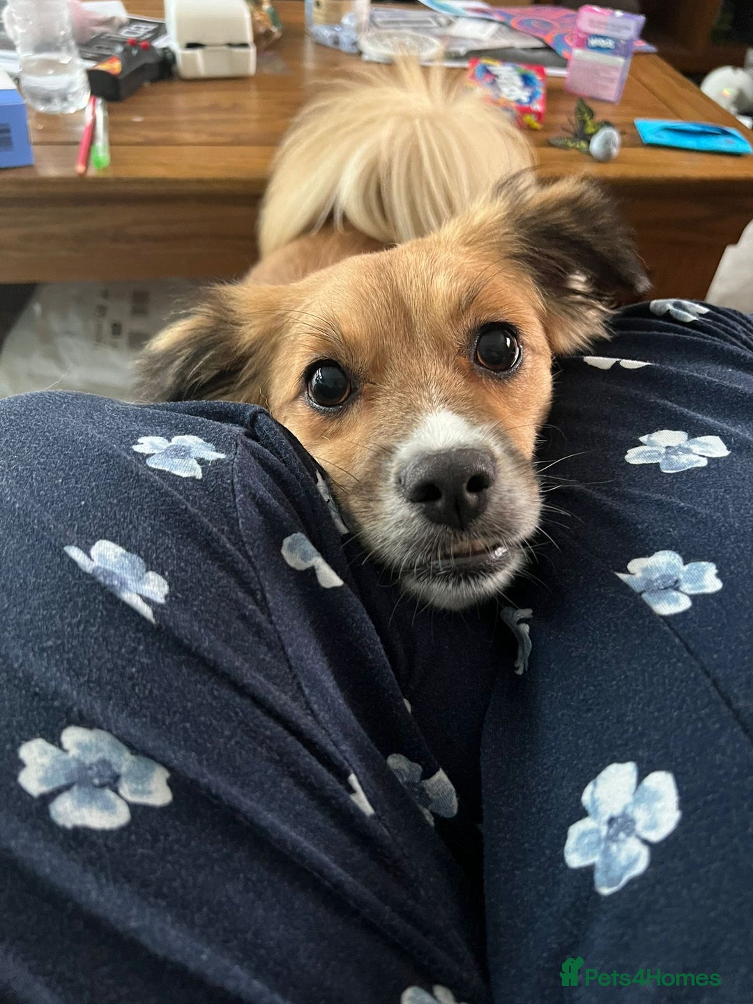 Mixed Breed dogs for adoption: Meet REMI - a Lovely Boy for a Loving Home - Image 2