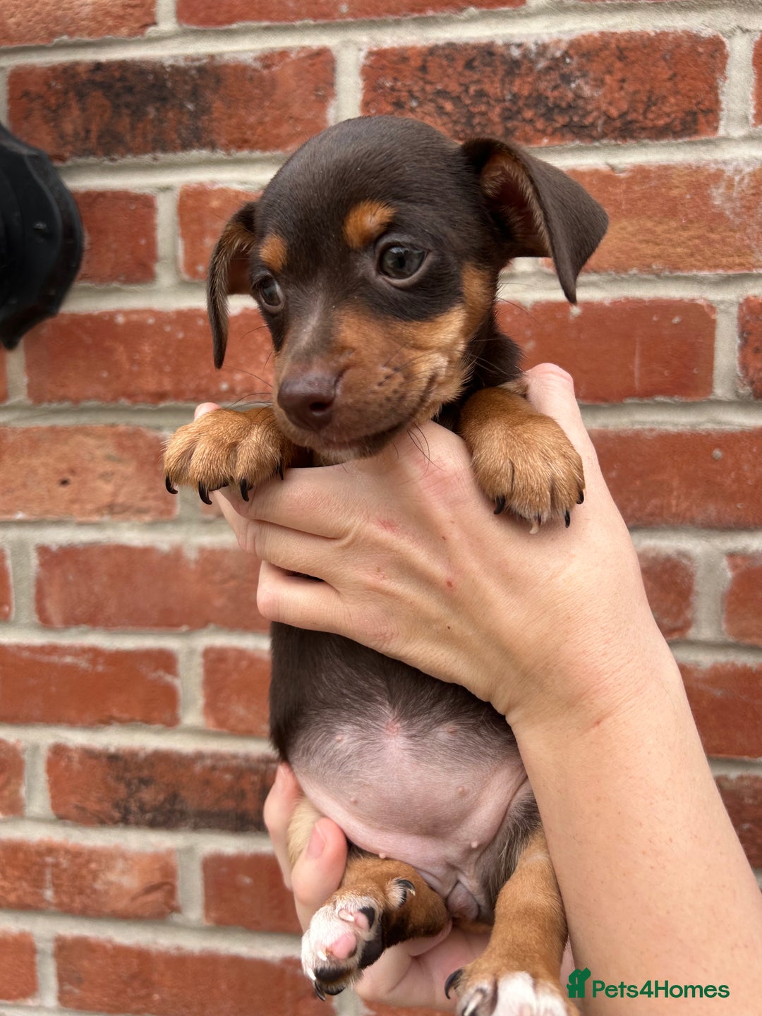 Jack Russell dogs for sale: READY NOW - beautiful tiny choc babies! 1 girly  - Image 35