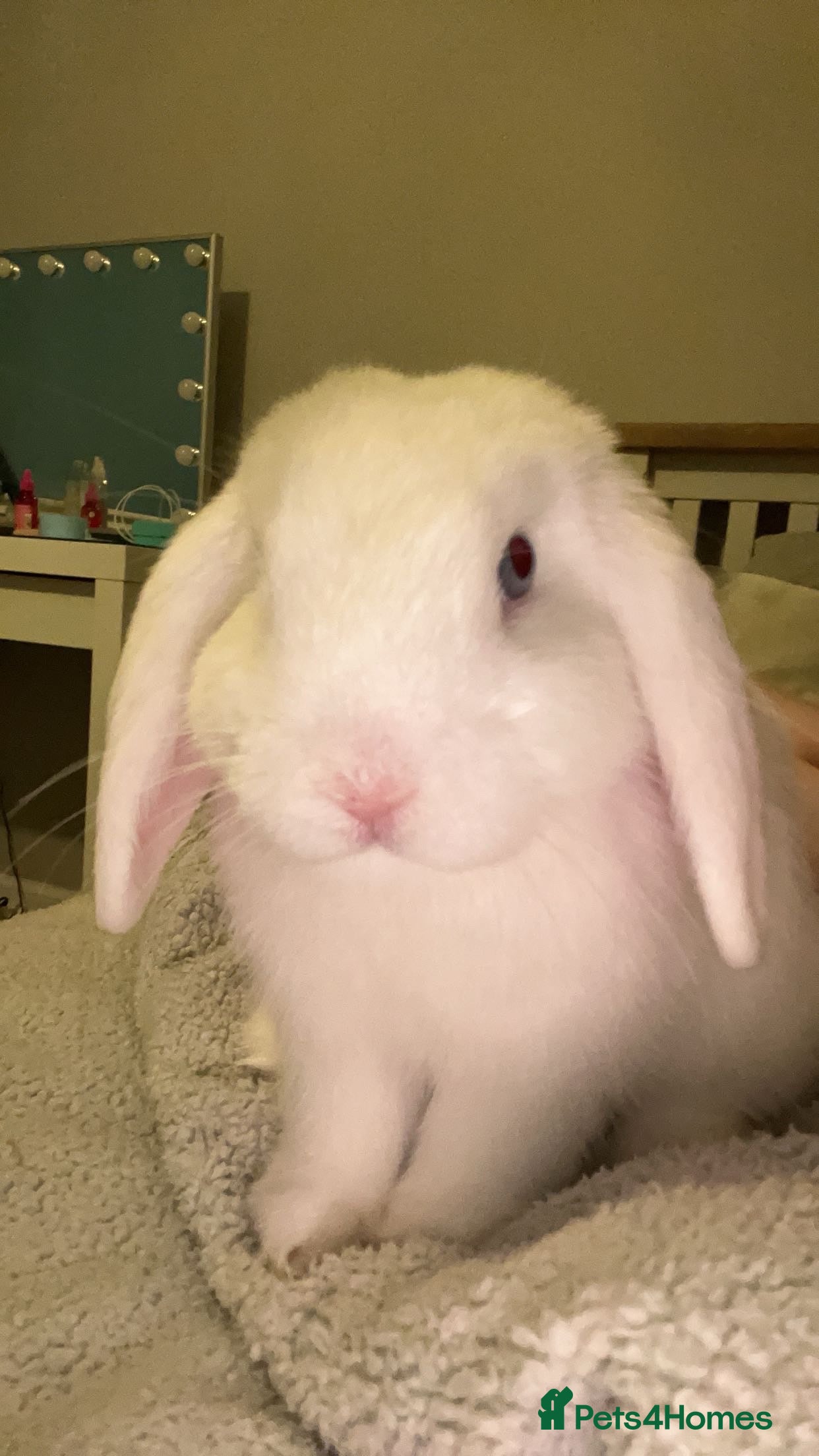 Mini Lop rabbits 2 mini lop bunnies looking for new home  - Advert 1