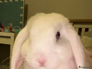 Mini Lop rabbits 2 mini lop bunnies looking for new home - Advert 1
