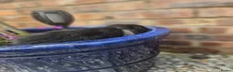 Mini Lop rabbits for sale: Mini lop babies for sale  - Advert 7
