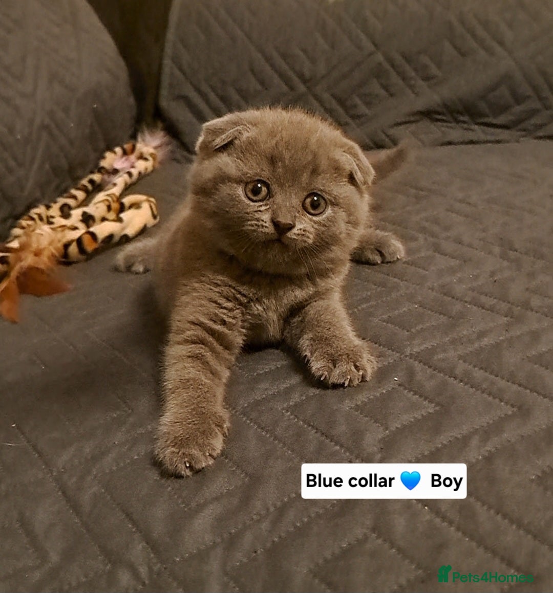 British Shorthair cats ONE KITTEN FOLD EARS KITTEN IS AVAILABLE  - Advert 6