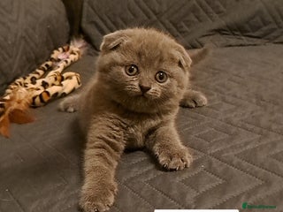 British Shorthair cats ONE KITTEN FOLD EARS KITTEN IS AVAILABLE - Advert 6