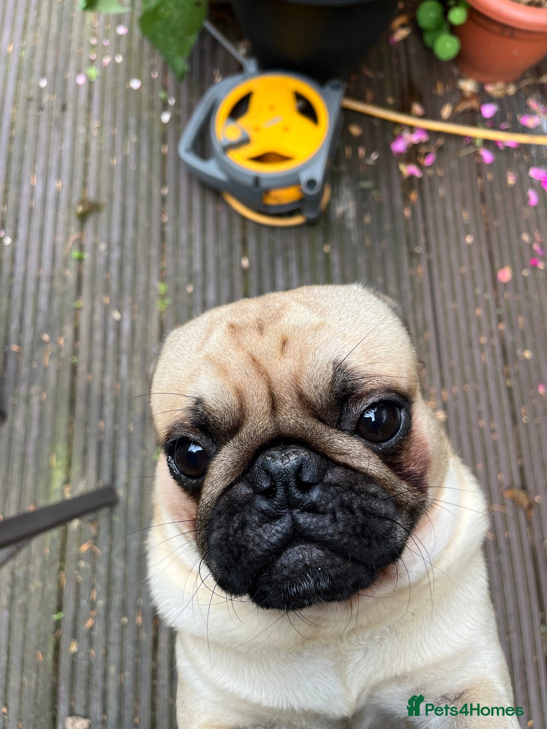 Pug dogs for stud: Jack and Victor -Glaswegian pug brothers for stud - Image 6