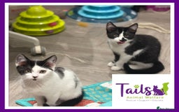 Domestic Shorthair cats for adoption: Paisley & Klopp - Image 1