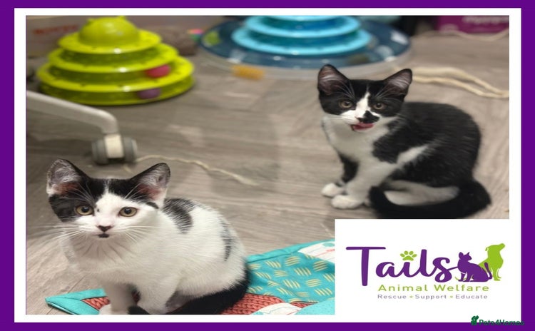Domestic Shorthair cats - Advert 2