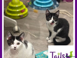 Domestic Shorthair cats - Advert 5