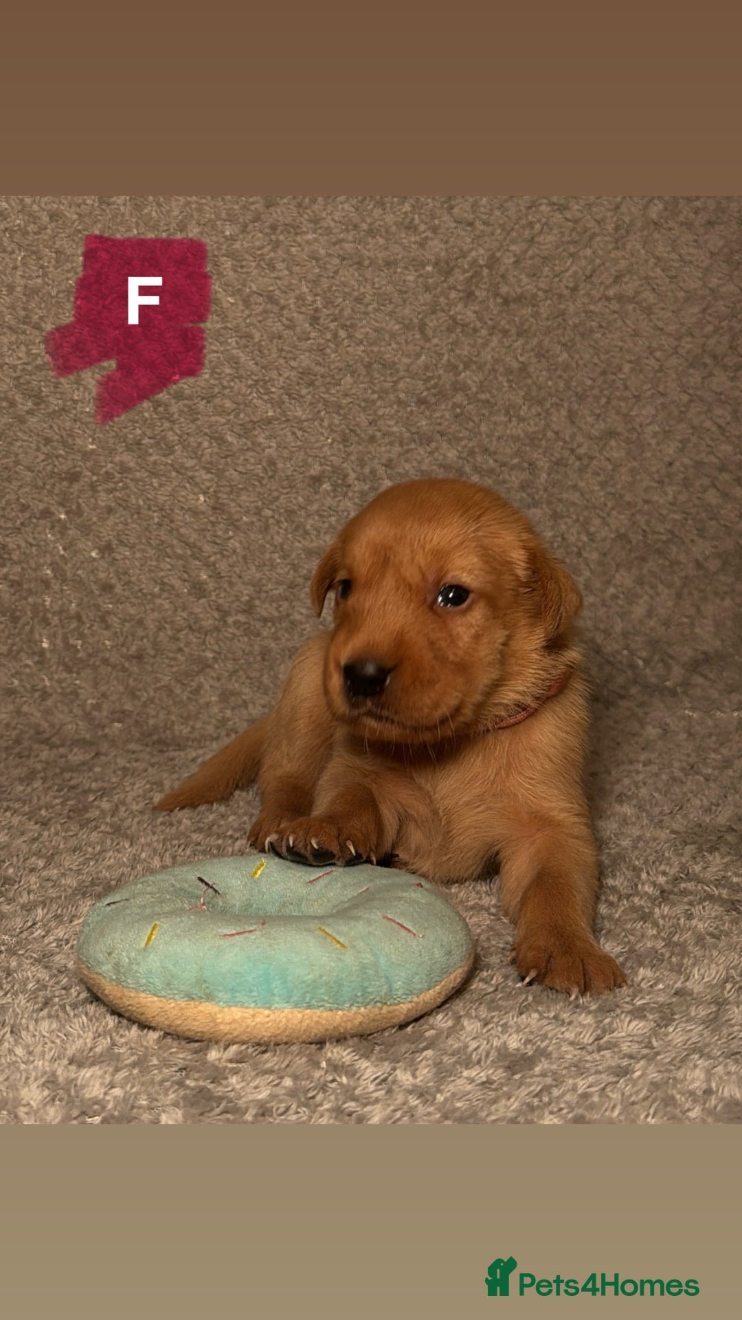 Labrador Retriever dogs for sale: Labrador Retriever Puppies - Raised in Family Home - Advert 34