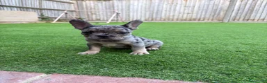 French Bulldog 1