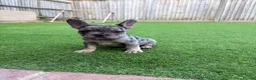 French Bulldog dogs for sale: Beautiful coloured litter - Advert 3