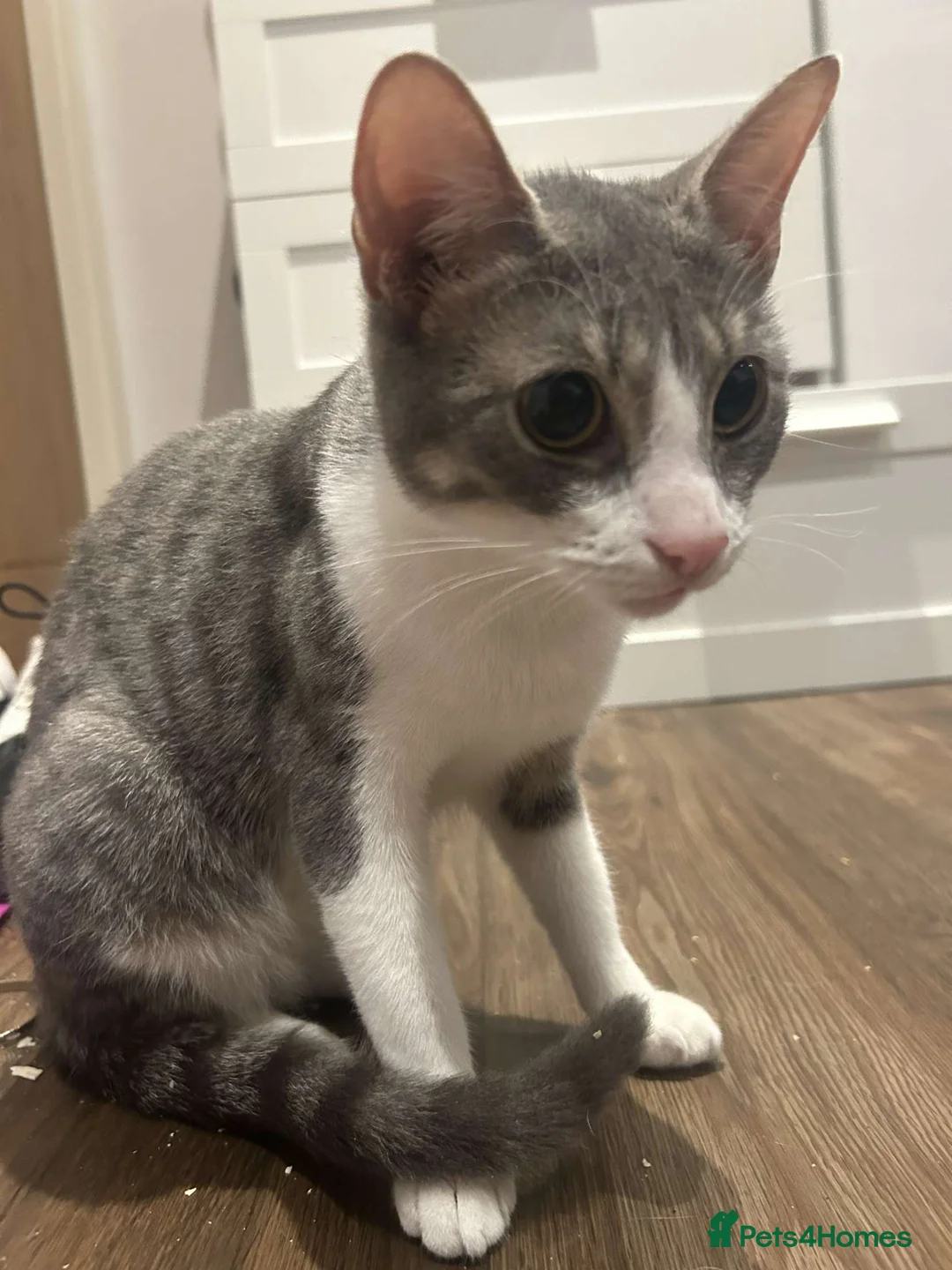 Mixed Breed cats for sale: Looking for a new home for novy  in Elland - Advert 2