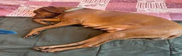 Mixed Breed dogs for sale: Fox Red Labrador / Hungarian Vizsla pups  - Advert 5