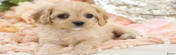 Cavapoo dogs for sale: Health Tested Cavapoo Puppies - Advert 18