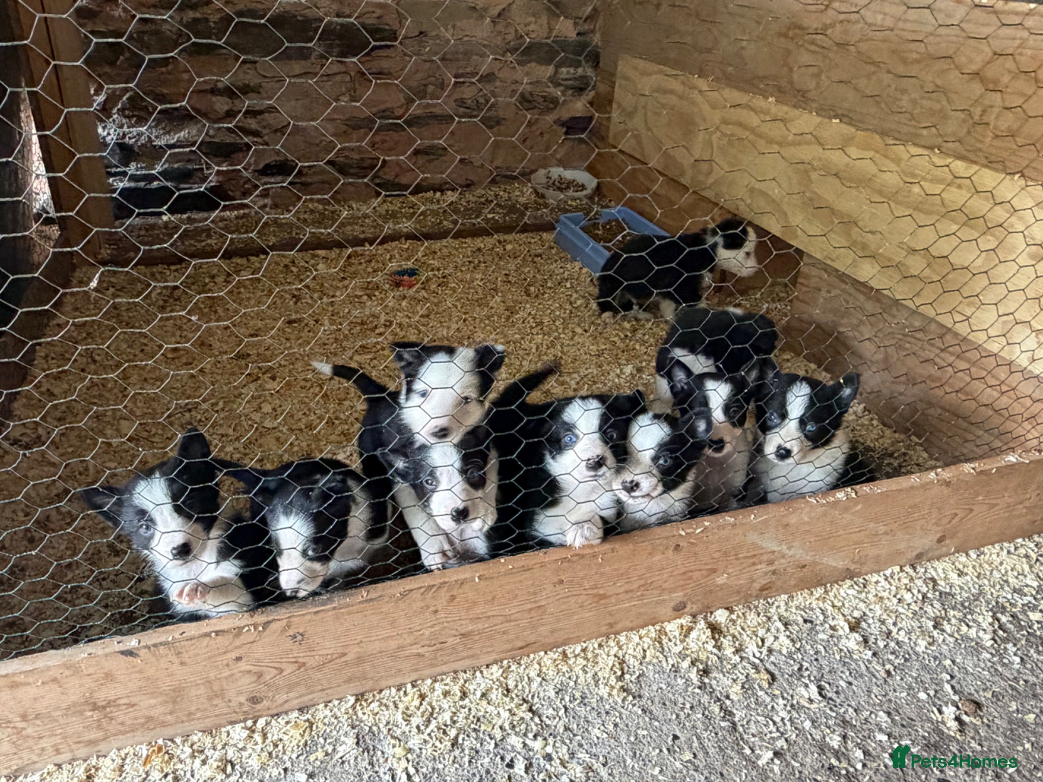 Border Collie dogs BORDER COLLIE PUPS - Advert 2