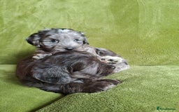 Lhasapoo dogs for sale: Lhasa Apso x Toy Poodle pups. Ready 11.09.25 - Image 8