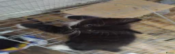 Mixed Breed cats for sale:  kittens 😸  - Advert 10