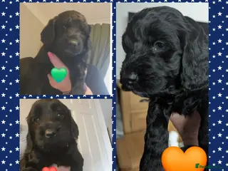 Cockapoo dogs 3 Gorgeous Boy Black Cockerpoos F2's - Advert 6