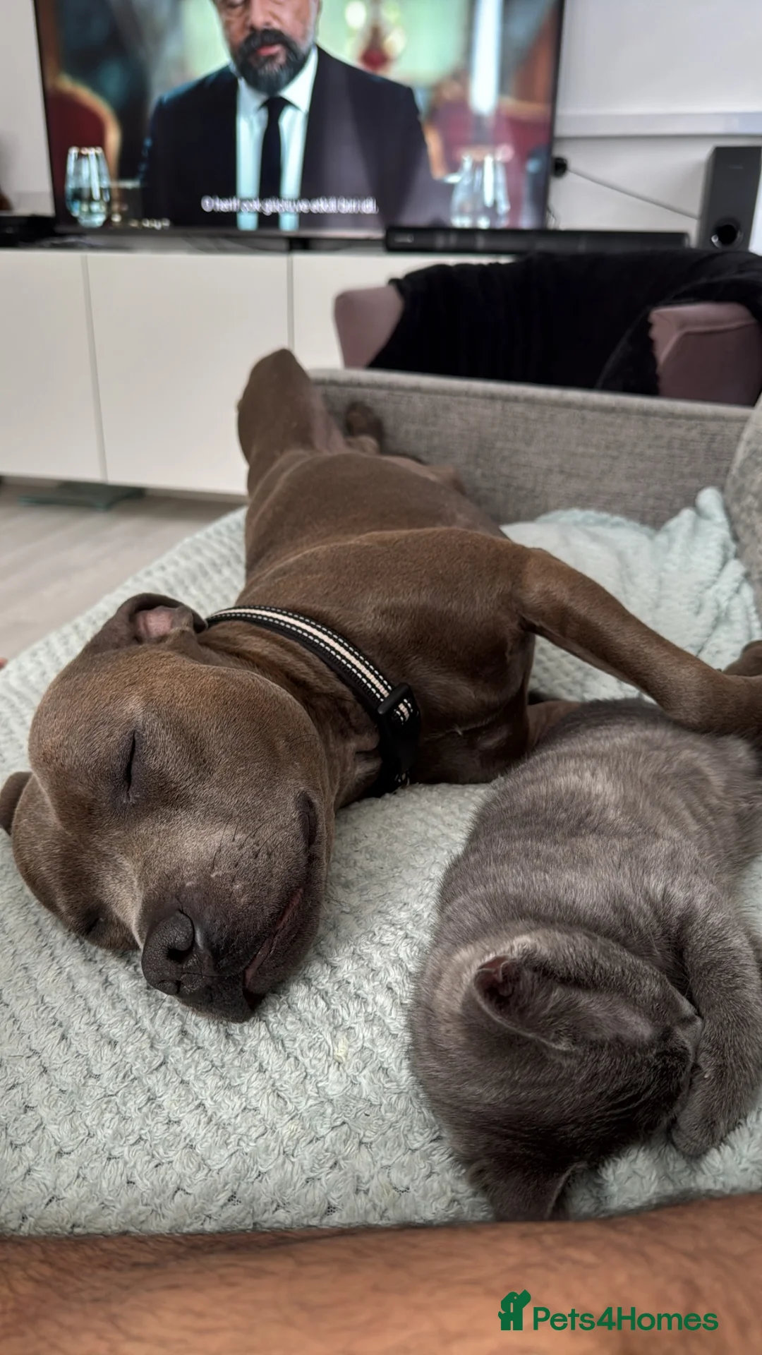 Staffordshire Bull Terrier dogs for sale: Stunning Blue Staffy ******  2yrs 6mths in Oldham - Advert 2