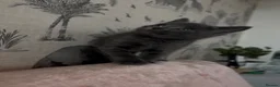 Russian Blue cats for sale: Beautiful Russian Blue Type Female Kitten - Advert 7
