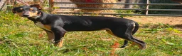 Lurcher dogs for sale: Quality Lurcher pups  - Advert 7