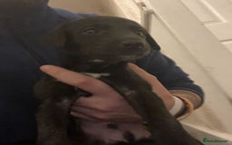 Greyhound dogs for sale: Greyhound Puppy - Image 6