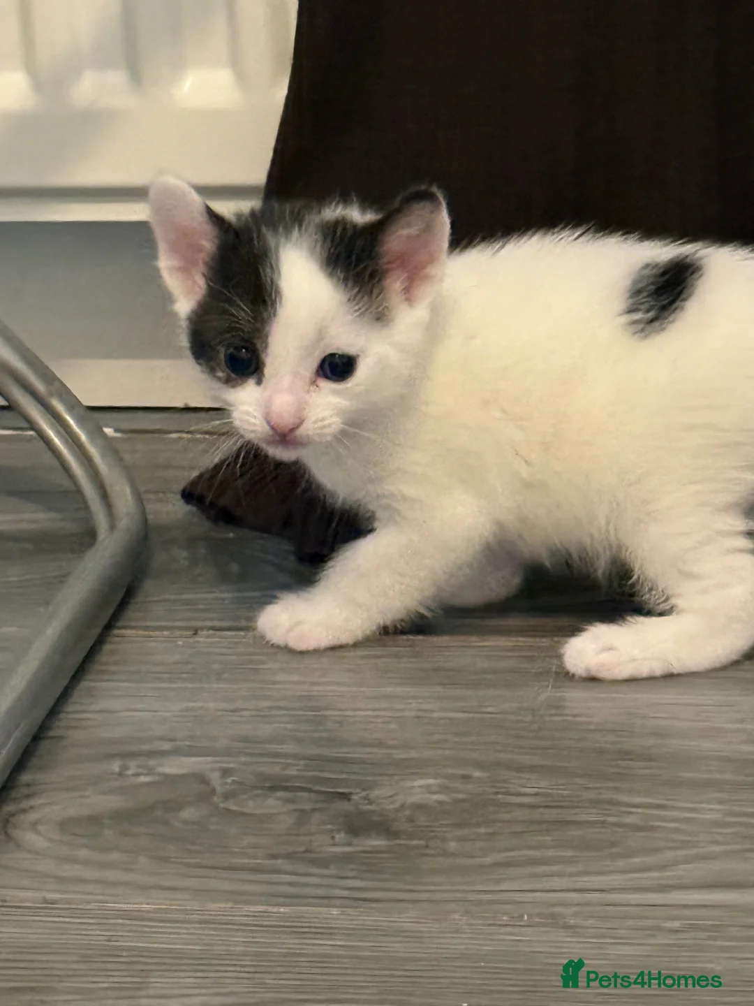 Turkish Van cats for sale: Gorgeous kittens  - Advert 18