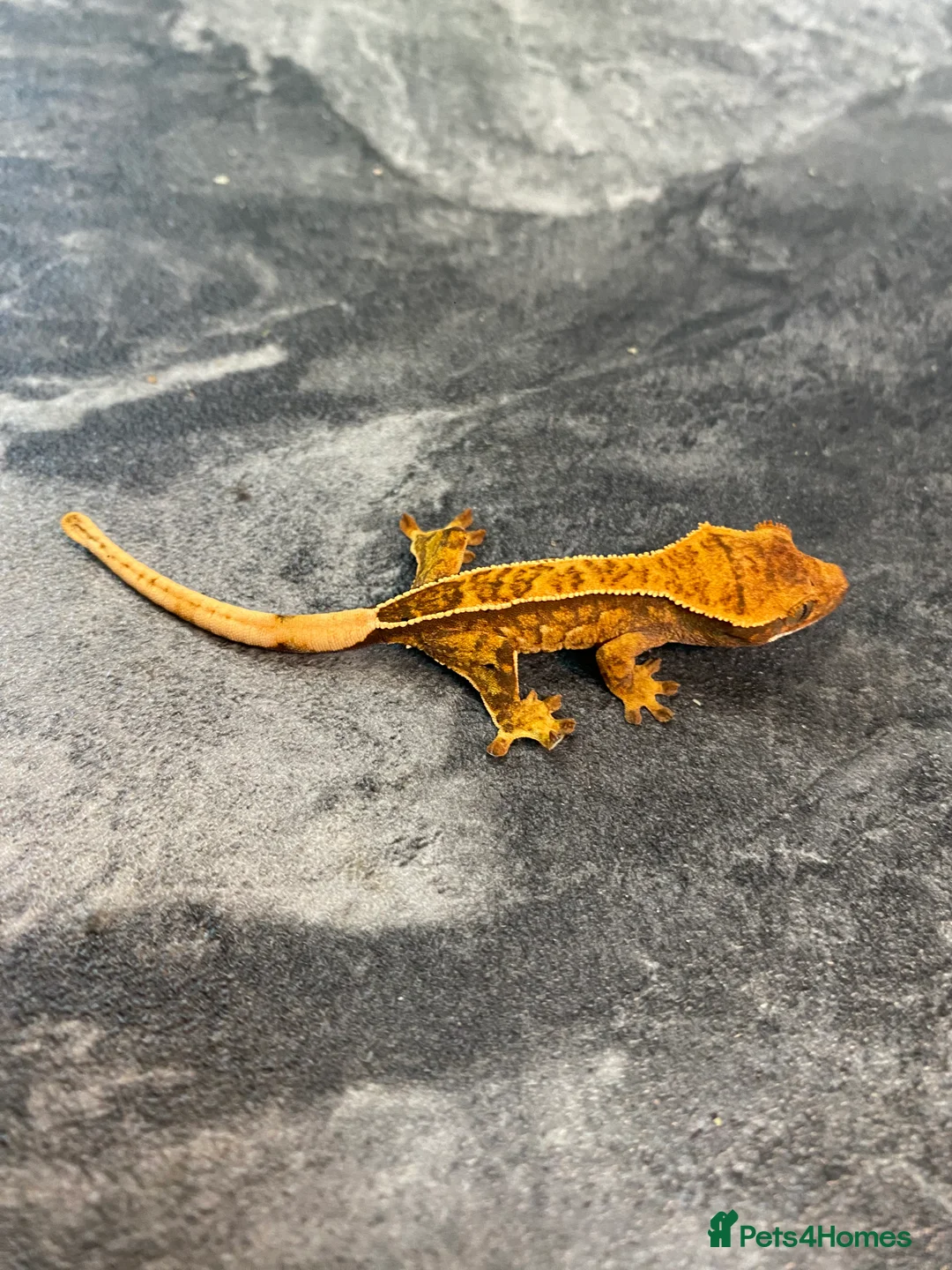 Gecko reptiles for sale: 5 x juvenile Crested geckos (mixed morphs) - Advert 1