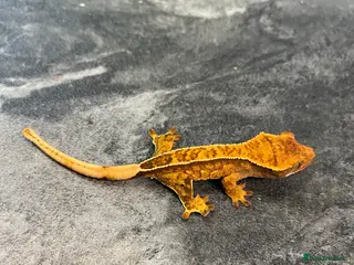 Gecko reptiles 5 x juvenile Crested geckos (mixed morphs) - Advert 1