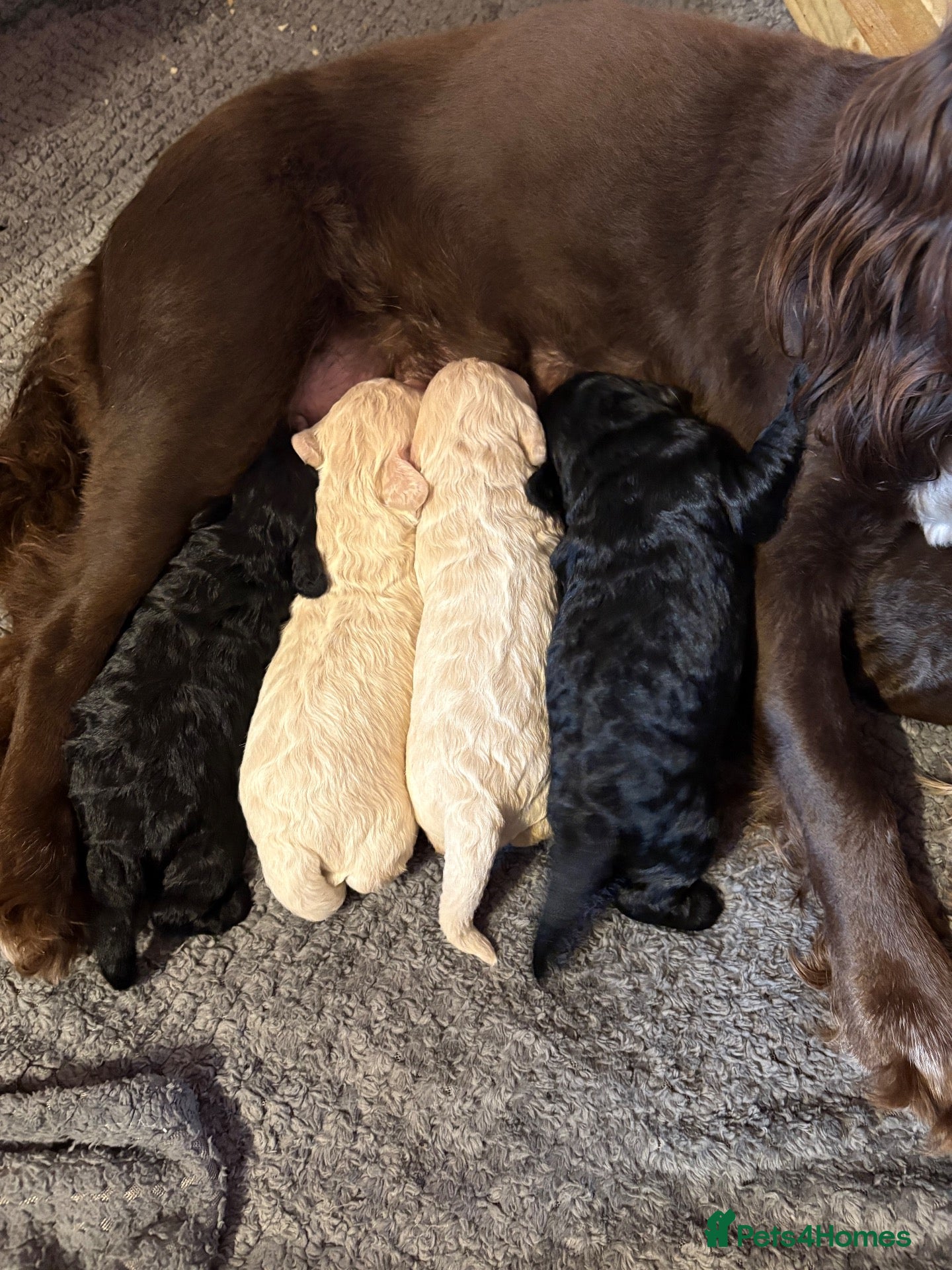 Cockapoo dogs F1 Cockapoo puppies  - Advert 2
