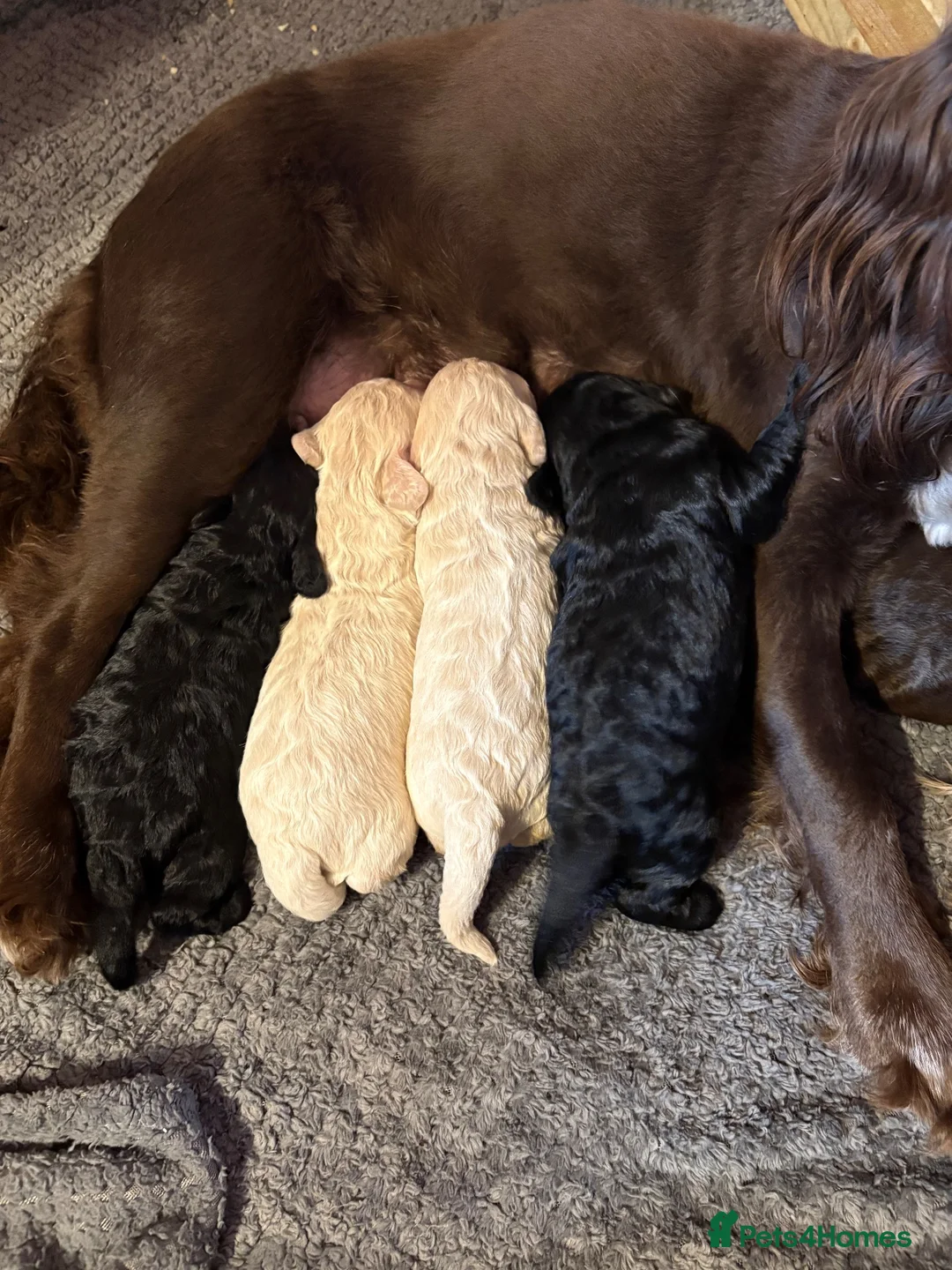 Cockapoo dogs for sale: F1 Cockapoo puppies  - Advert 1