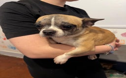 Mixed Breed dogs for sale: Males fenchie chihuahua x2 female chihuahua  - Image 4