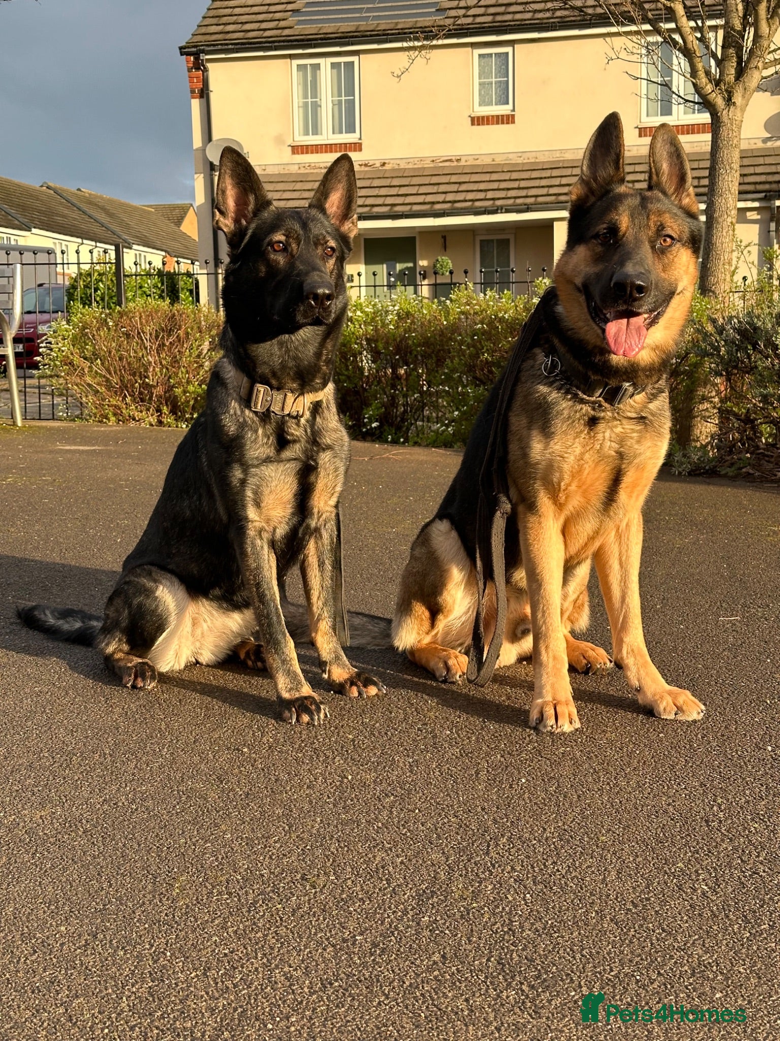 German Shepherd dogs German Shepherd puppies European line - Advert 14