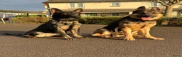 German Shepherd dogs for sale: German Shepherd puppies European line - Advert 1