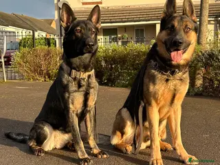 German Shepherd dogs German Shepherd puppies European line - Advert 1