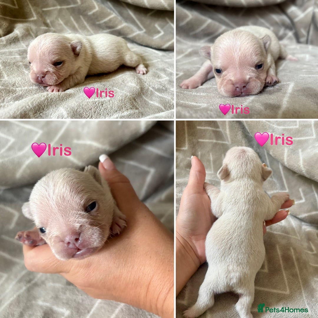 French Bulldog dogs for sale: French Bull Dog Puppies - Advert 6