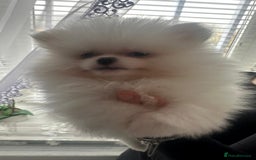 Pomeranian dogs for sale: Quality Pomeranian girls ready NOW ❤ - Image 4