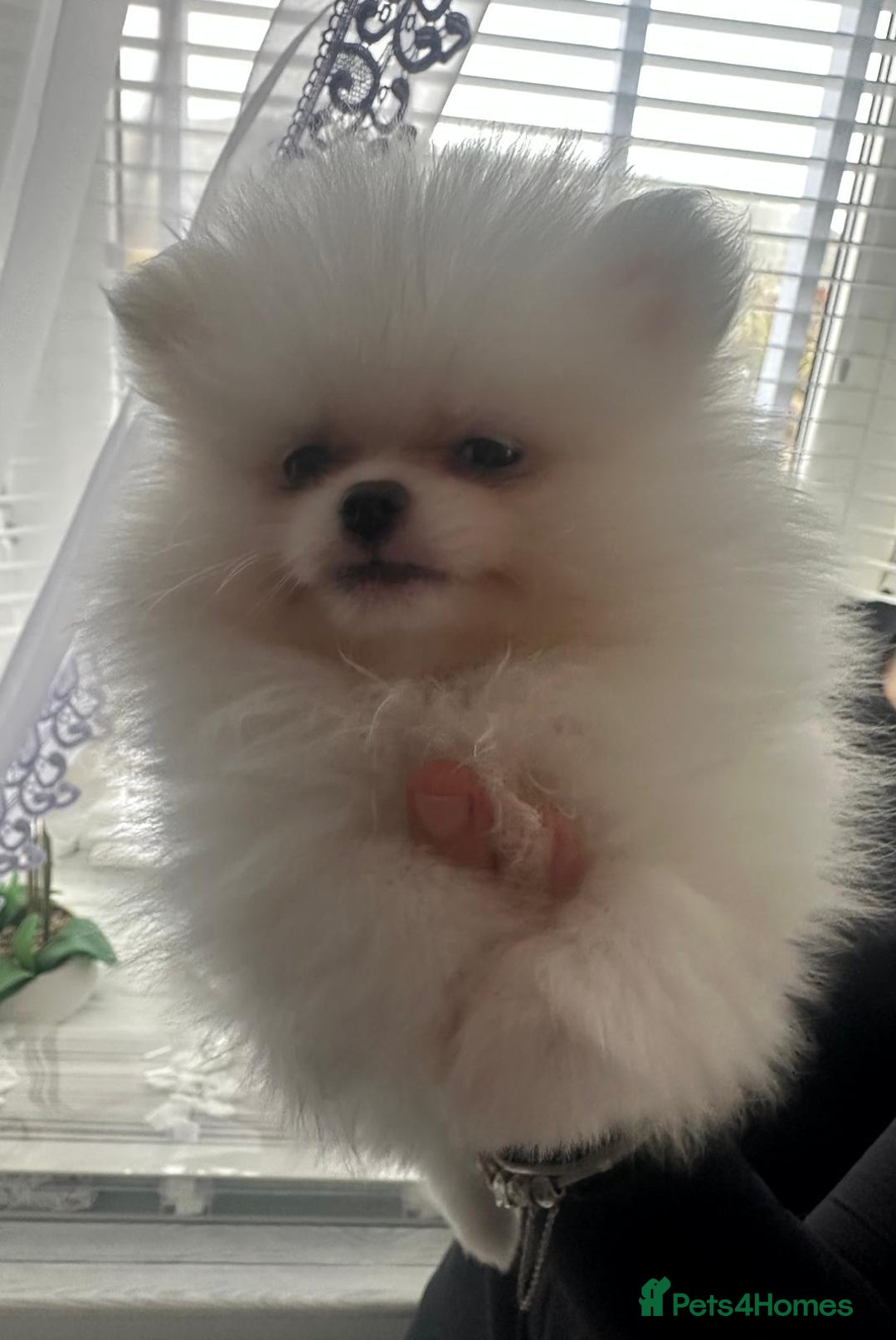 Pomeranian dogs for sale: Quality Pomeranian girls ready NOW ❤ - Image 4