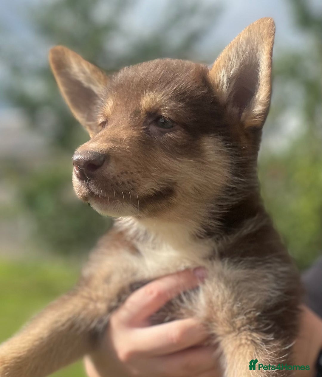 Mixed Breed dogs for sale: German Shepherd cross Malamute Puppies Ready Now  - Image 7
