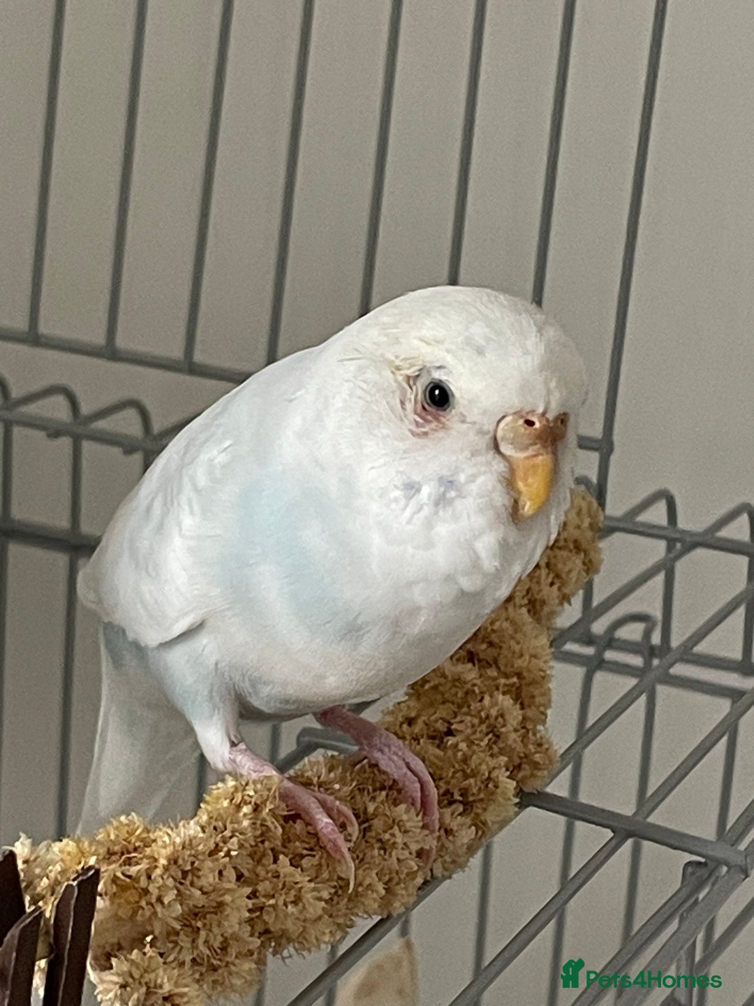 Budgerigars birds for sale: Budgie & Cage – Loving Home Wanted 🤍 - Advert 3