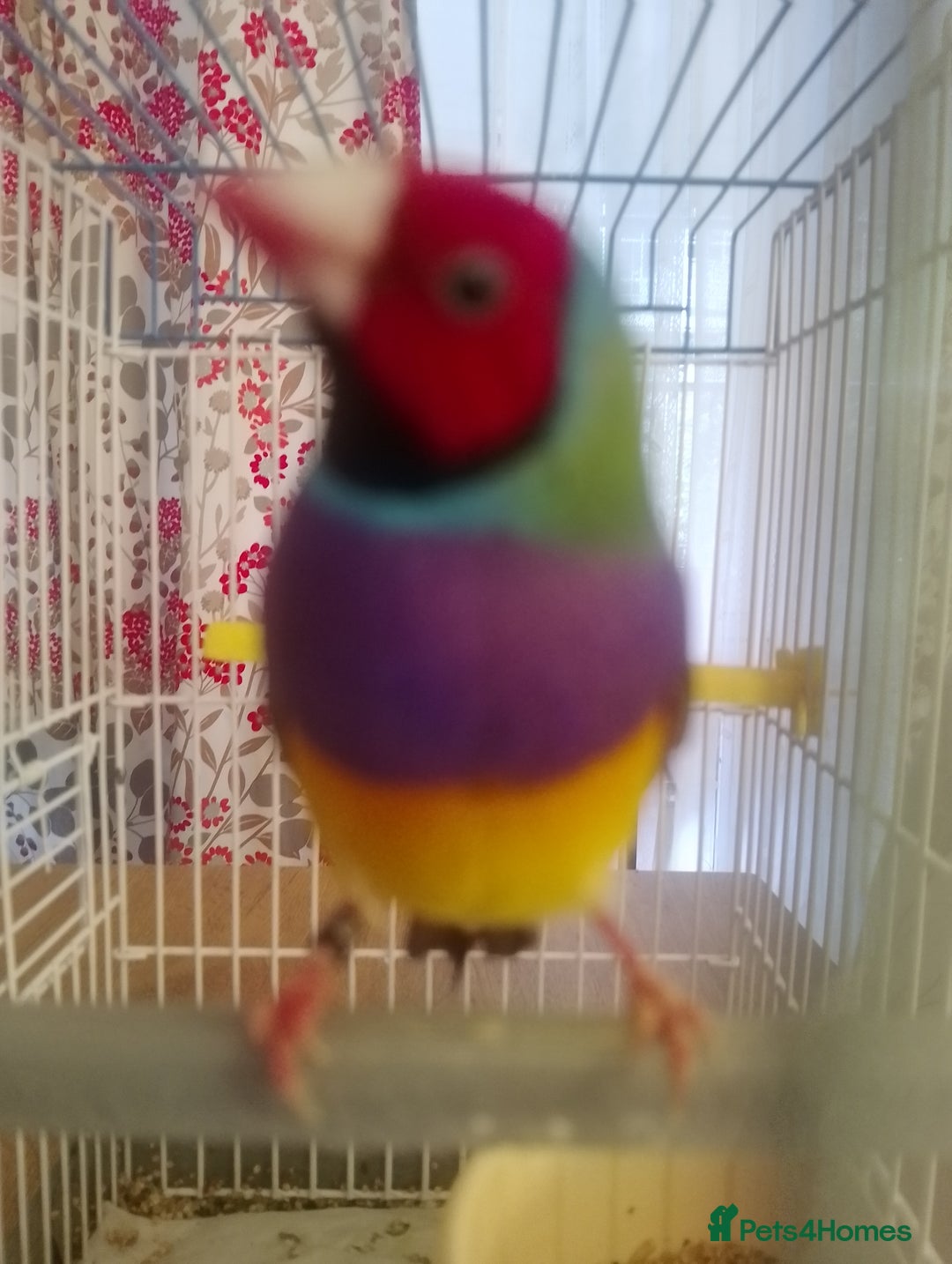 Finches birds for sale: Gouldian finches for sale  - Image 13