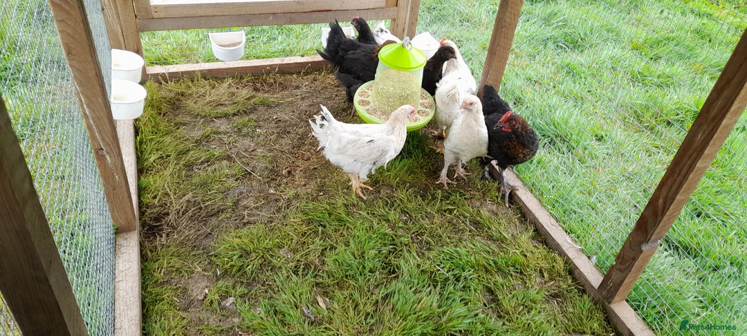 Chickens poultry for sale: Chicken  in Wigton - Image 3