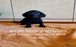 Doxiepoo dogs for sale: 9 beautiful doxiepoo puppies for sale  - Image 9