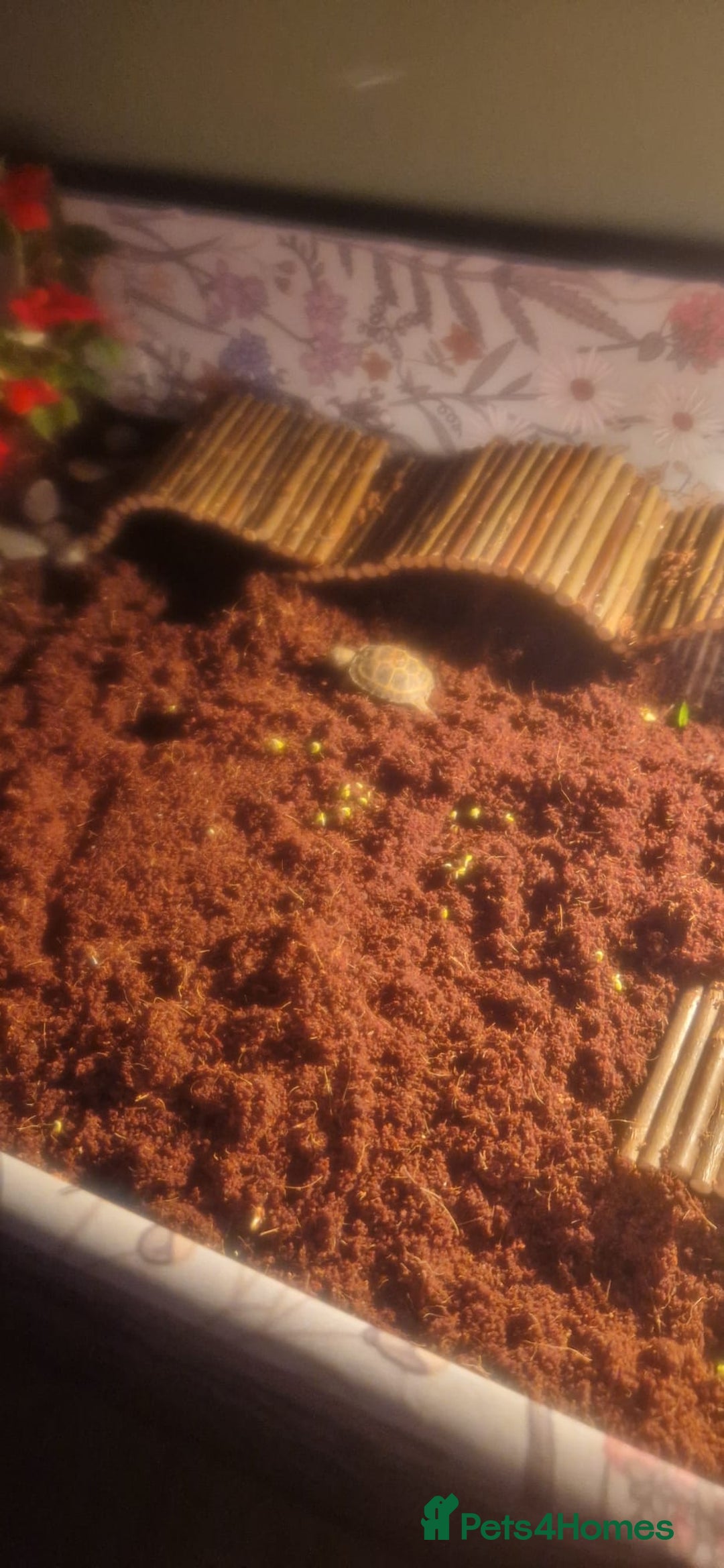 Tortoise reptiles for sale: Horesfield Tortoise and full setup 4 months maldon - Advert 10