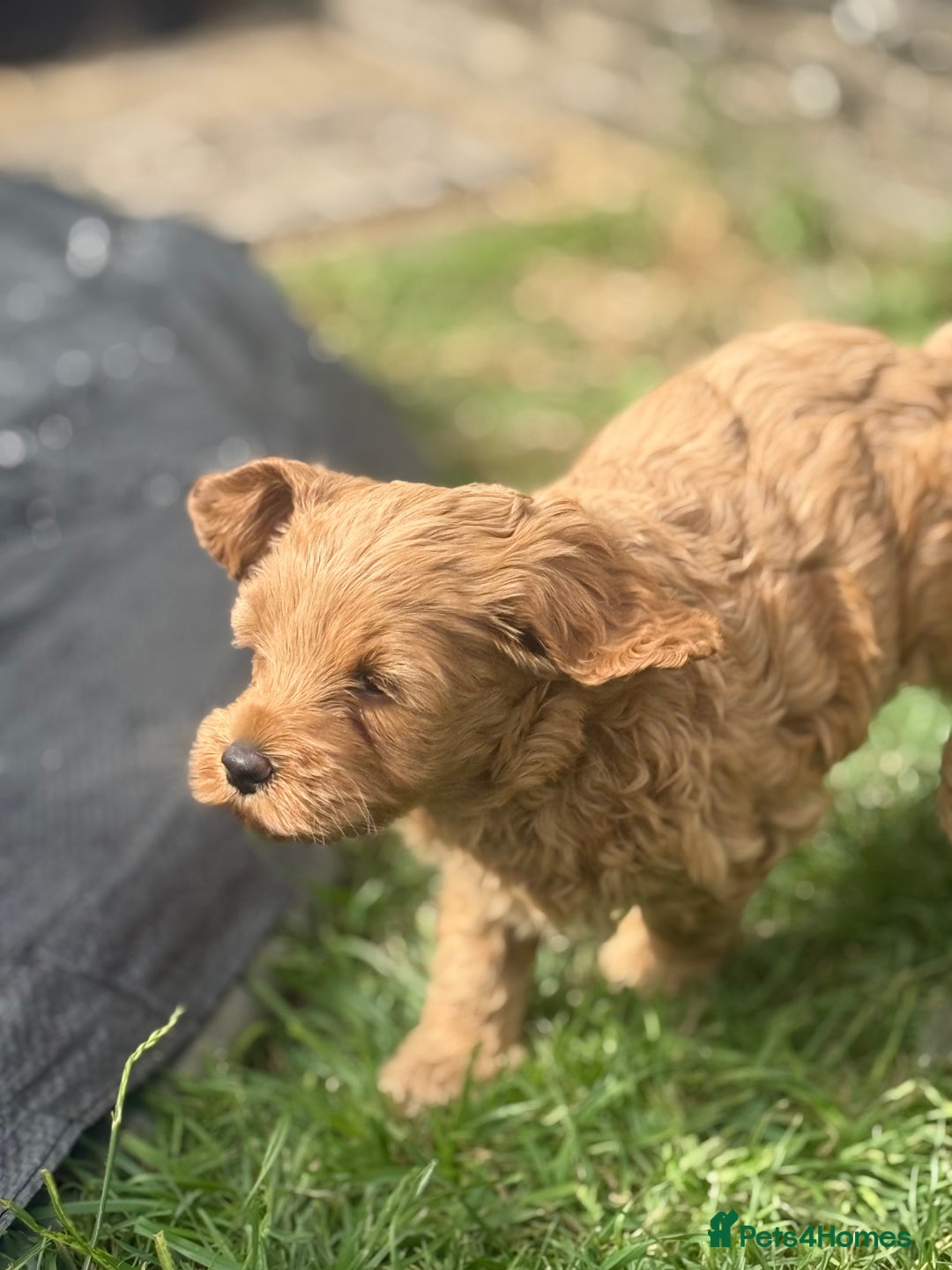 Cockapoo dogs for sale: 3 remaining! Stunning F1B Cockapoo puppies - Image 10