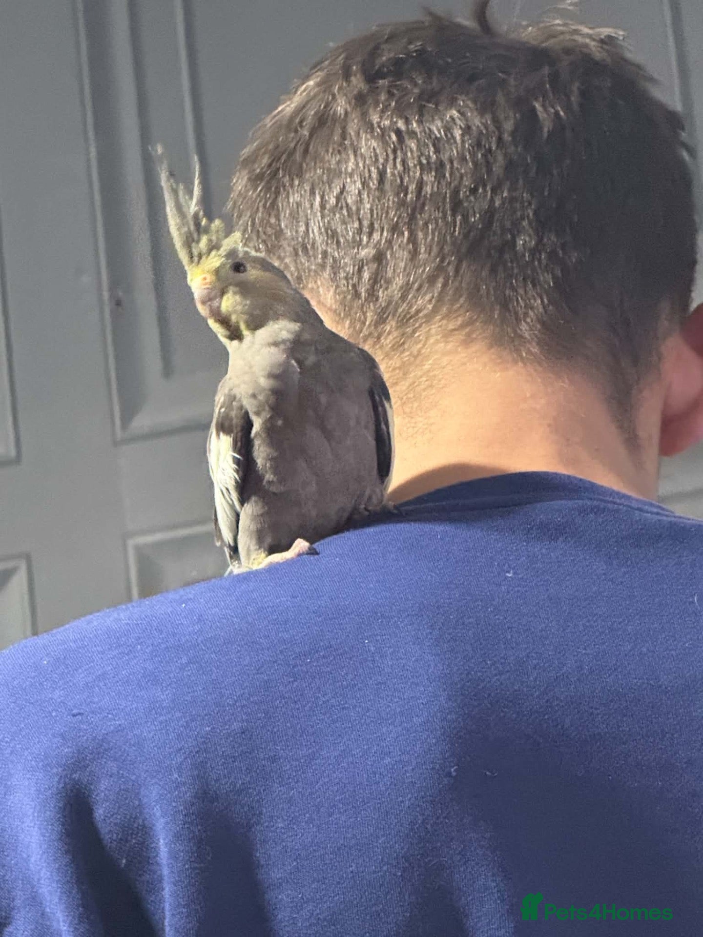 Cockatiels birds 4 Month Old Baby Cockatiels  - Advert 2