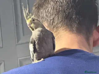 Cockatiels birds 4 Month Old Baby Cockatiels - Advert 2