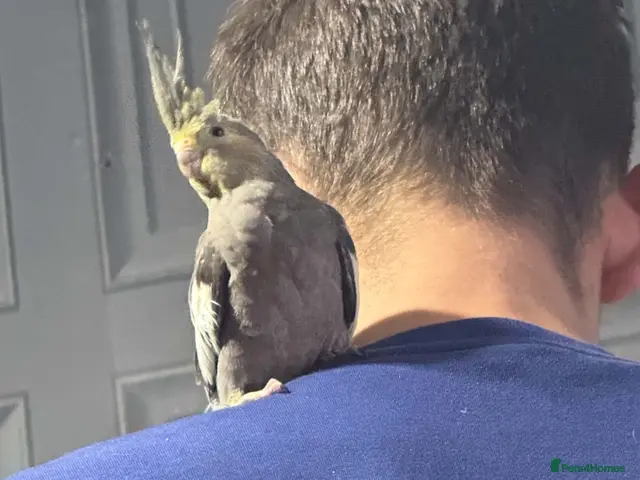 Cockatiels birds 4 Month Old Baby Cockatiels - Advert 2