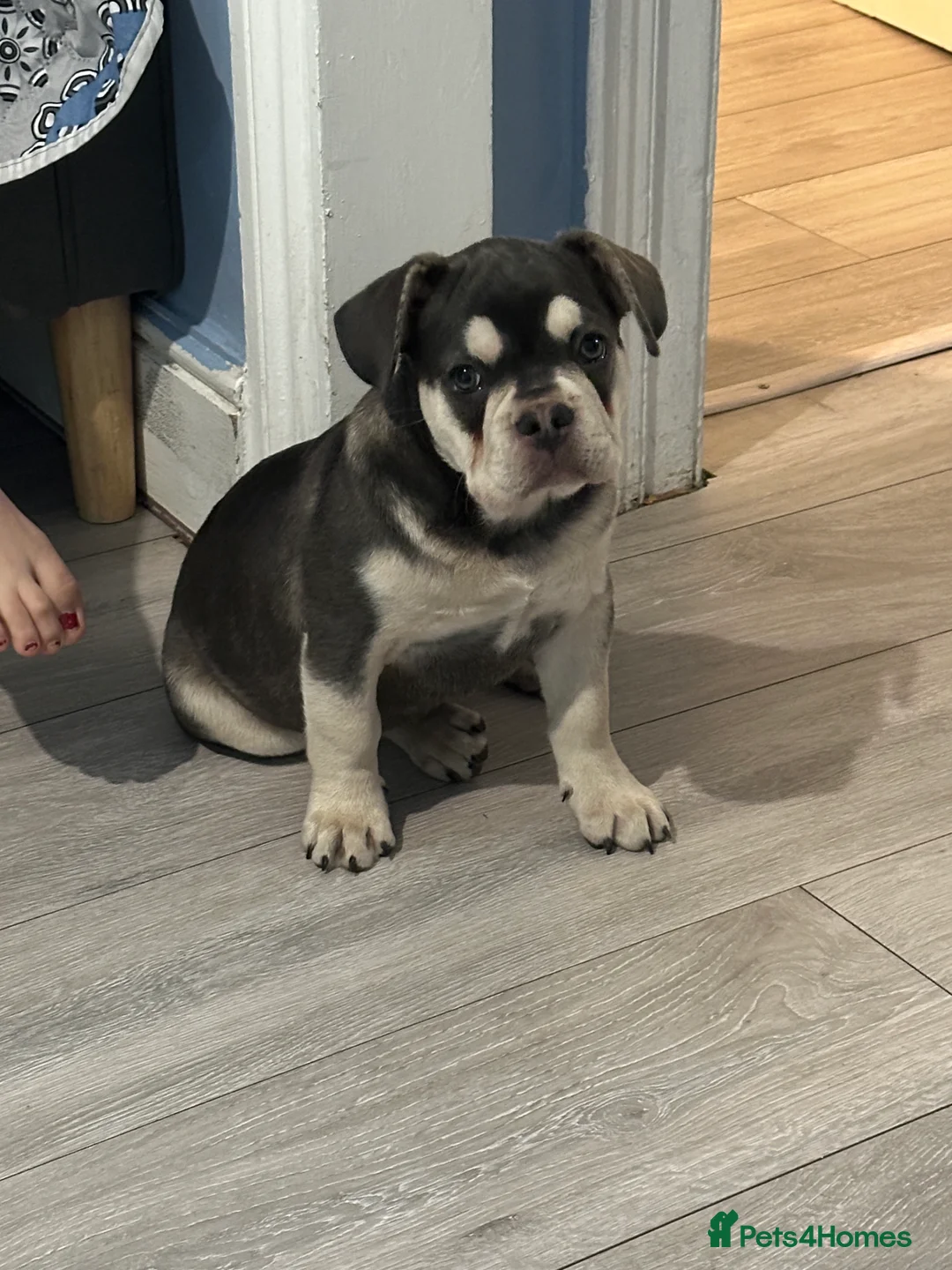 French Bulldog dogs for sale: Stunning French Bulldog 🧬 1 year old  - Advert 2